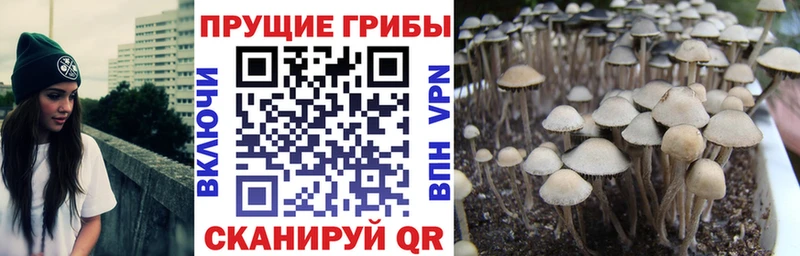 цены наркотик Сатка Галлюциногенные грибы GOLDEN TEACHER